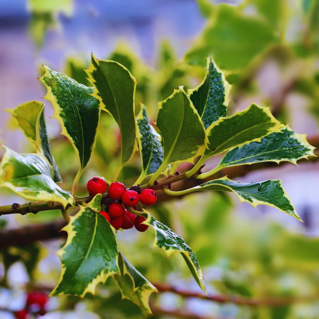 Agrifoglio Variegato Pianta Ornamentale vaso 22 cm | Ilex Aquifolium arbusto sempreverde - Altezza 70 – 80 cm