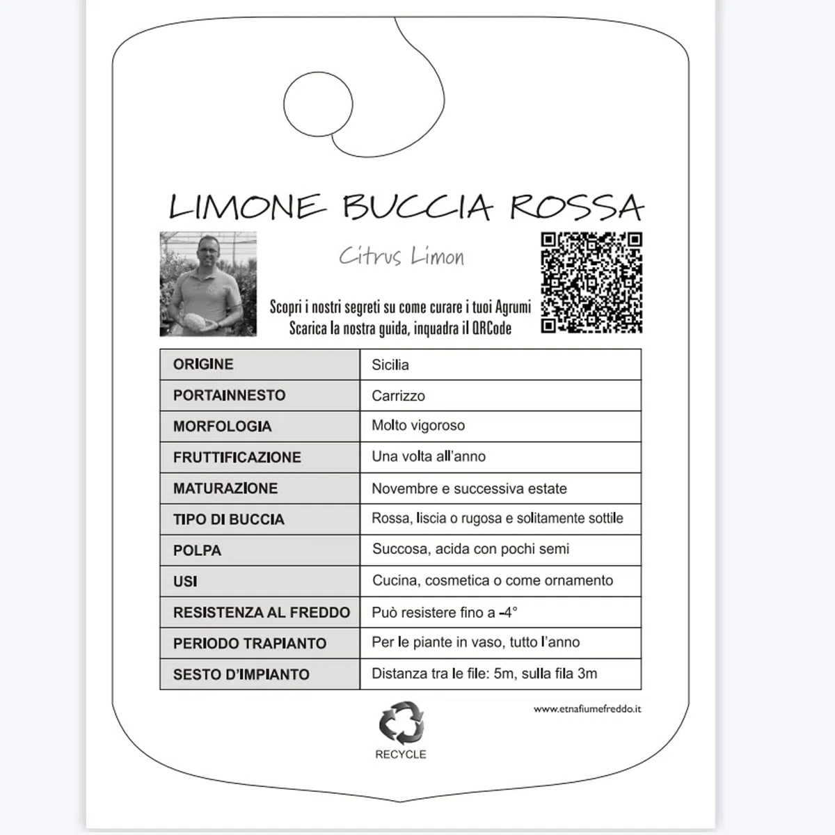 SAVINI VIVAI Pianta di Limone Albero Agrumi Limone a Buccia Rossa in Vaso da 24 cm Altezza 90-110 cm 3-4 Anni di innesto Made Italy