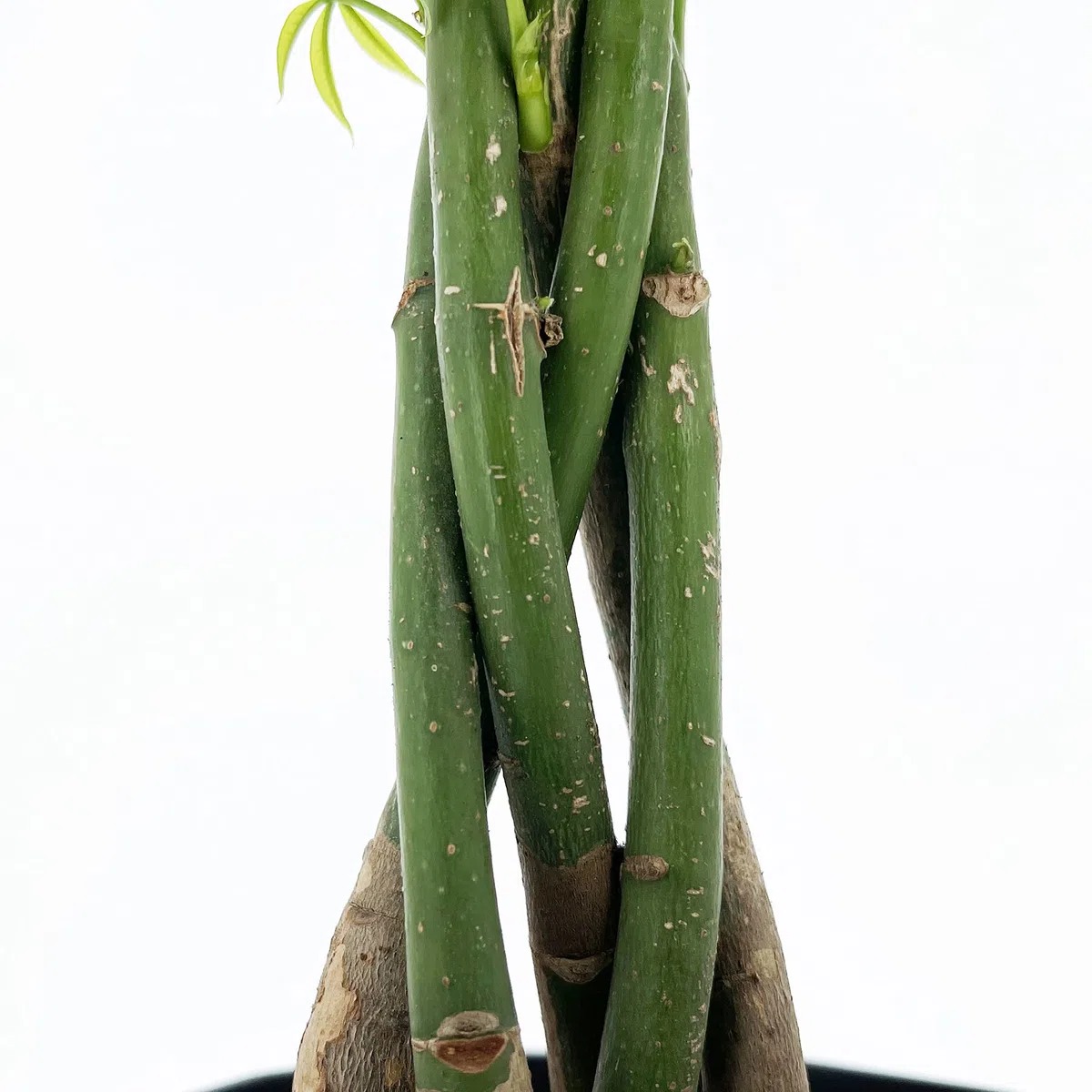 KENTIS - Pachira Acquatica - Pianta da Interno Portafortuna - Piante Vere da Appartamento - H 35-45 cm Vaso Ø 12 cm
