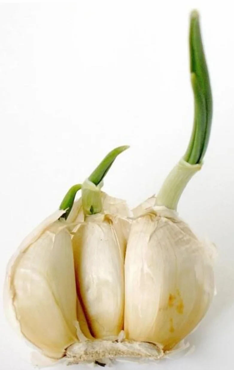 Antigerminativo fitoregulatore Per patate, aglio e cipolla 500 ml. Inibitore sistemico di germogli in patate, cipolle e aglio.
