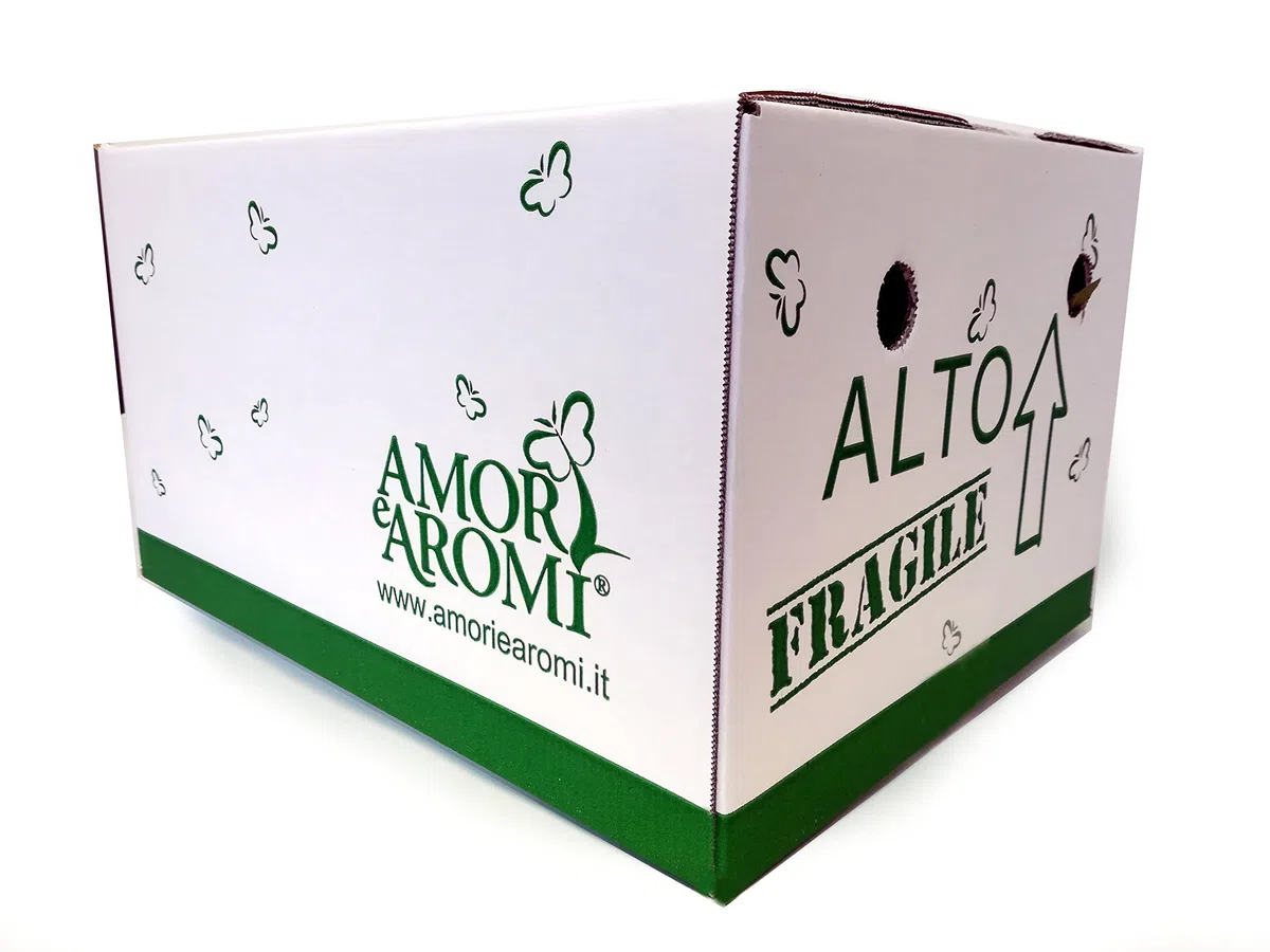 Zestaw 12 roślin ziół aromatycznych do kuchni włoskiej