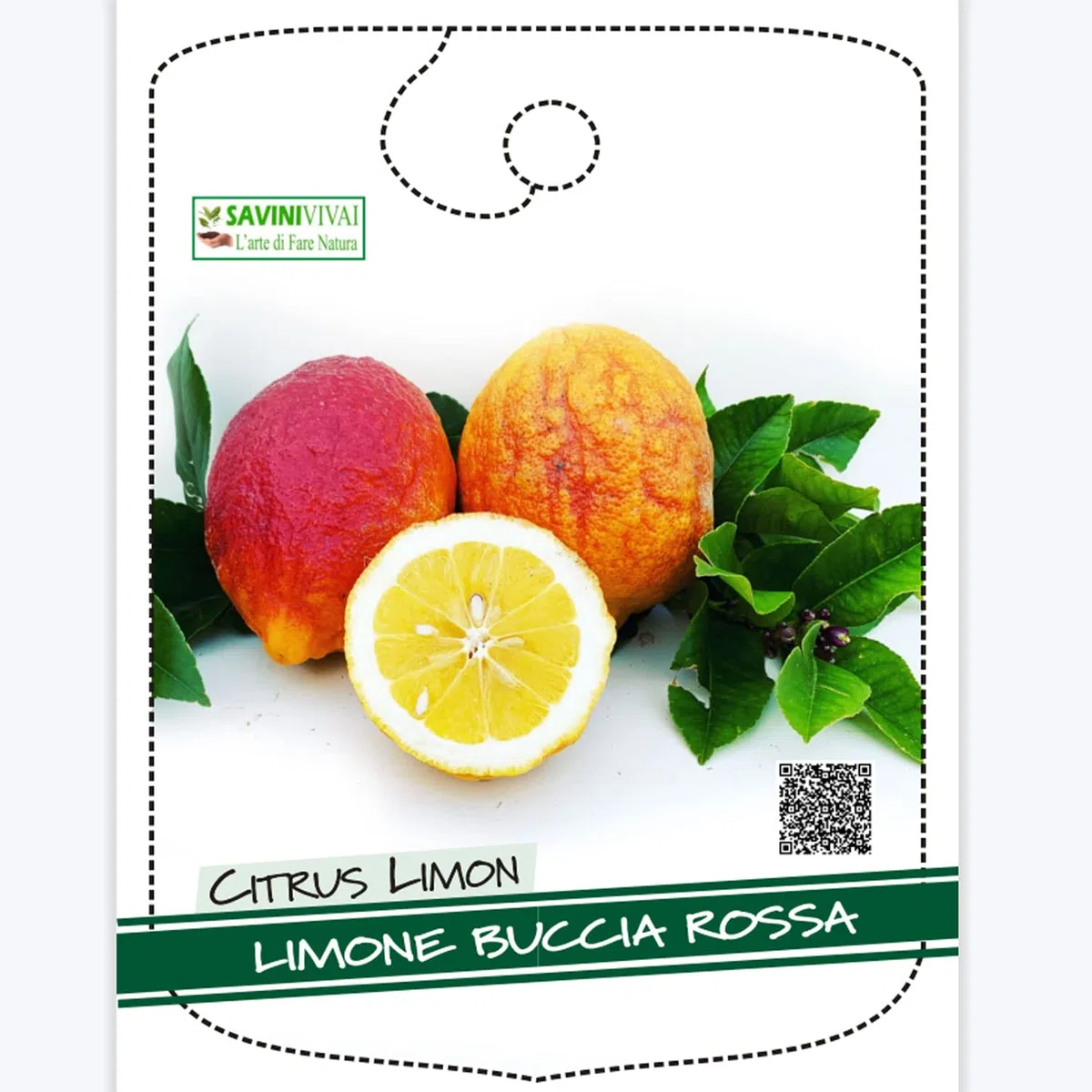 SAVINI VIVAI Pianta di Limone Albero Agrumi Limone a Buccia Rossa in Vaso da 24 cm Altezza 90-110 cm 3-4 Anni di innesto Made Italy