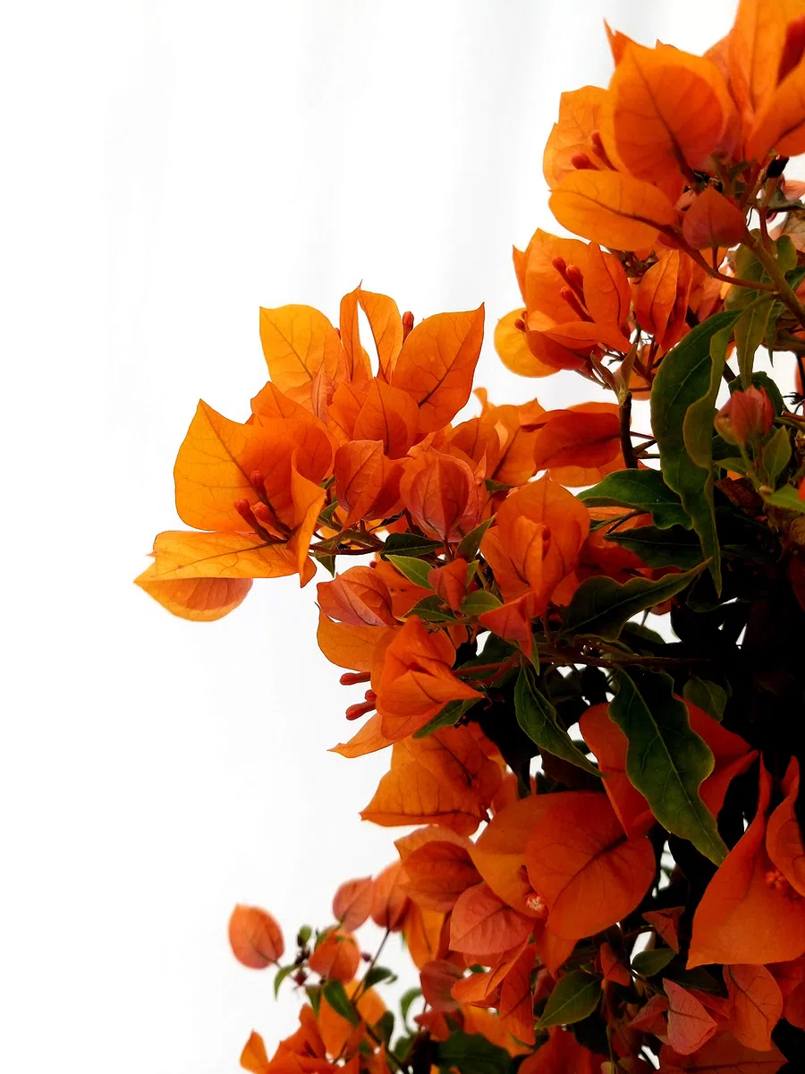 POWERS TO FLOWERS - BOUGAINVILLEA, BUGANVILLEA, ARANCIONE, vaso 17 cm diametro, altezza 70cm, pianta vera