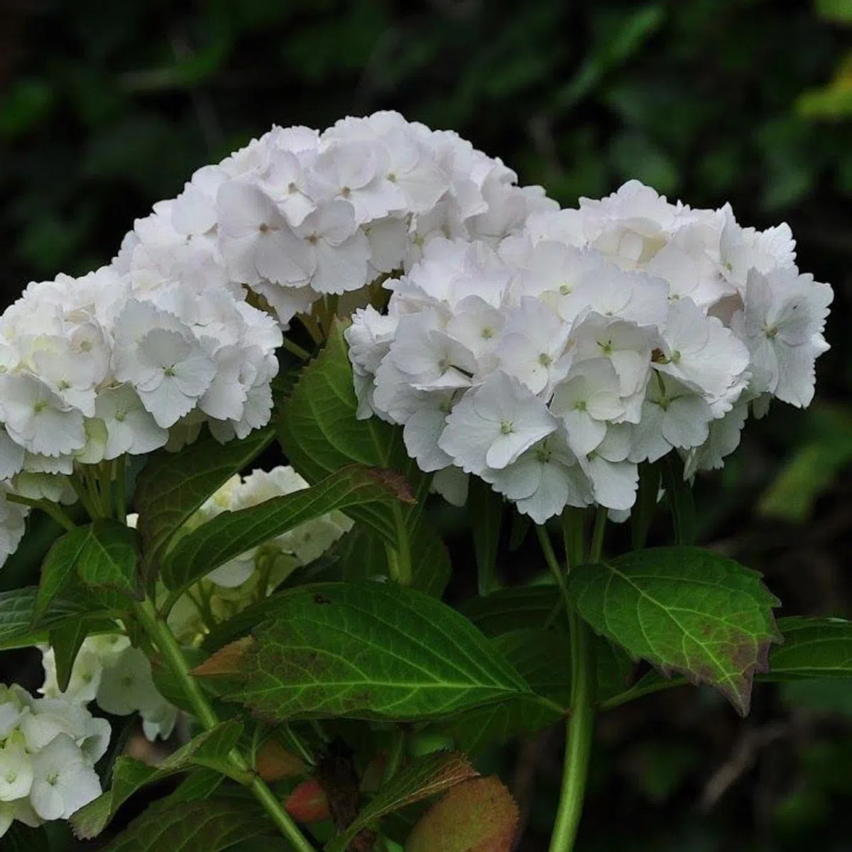 Ortensia "Hydrangea" 3 piante in vaso ø18 cm COLORI MISTI