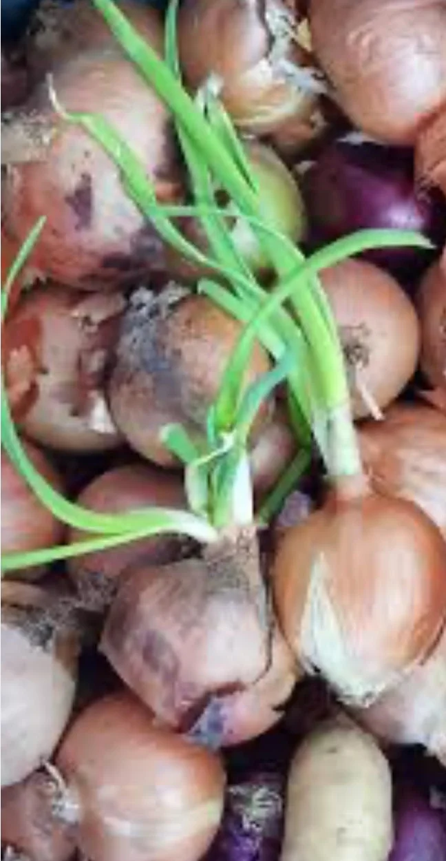 Antigerminativo fitoregulatore Per patate, aglio e cipolla 500 ml. Inibitore sistemico di germogli in patate, cipolle e aglio.