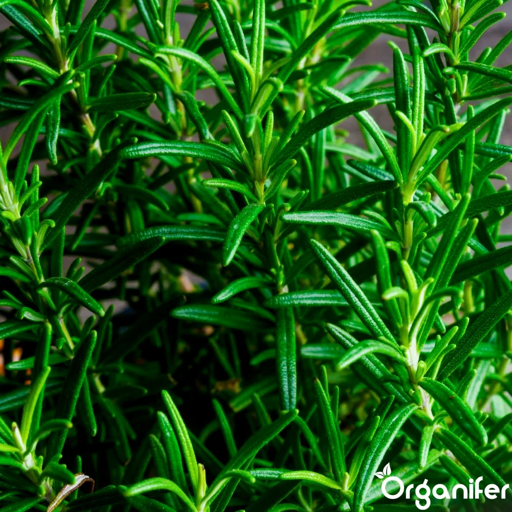 Fertilizzante Liquido Per Rosmarino 2L – Concime Organico Per Crescita Rigogliosa E Foglie Aromatiche – Rafforza Radici E Vitalità – Organifer