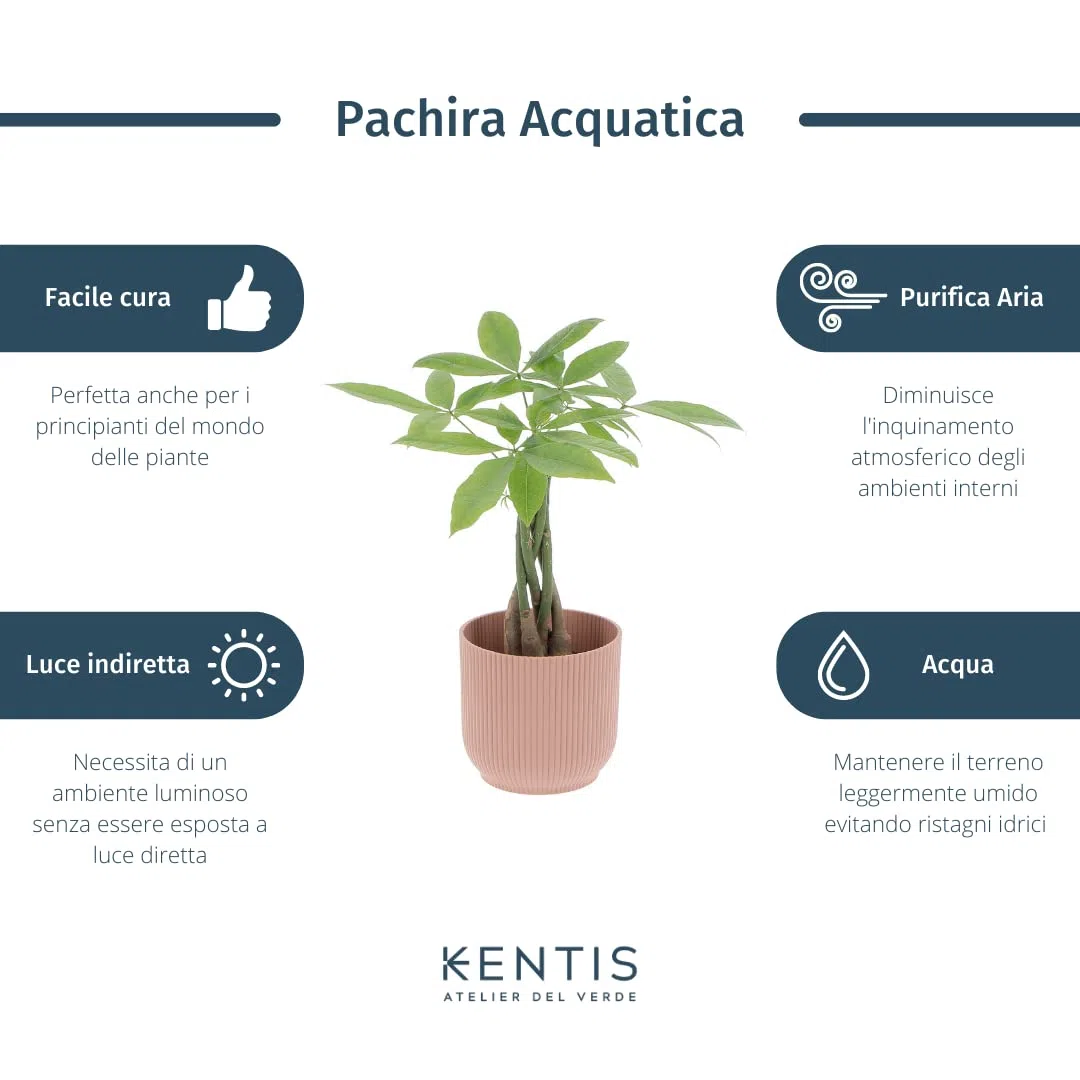 KENTIS - Pachira Acquatica - Pianta da Interno Portafortuna - Piante Vere da Appartamento - H 35-45 cm Vaso Ø 12 cm
