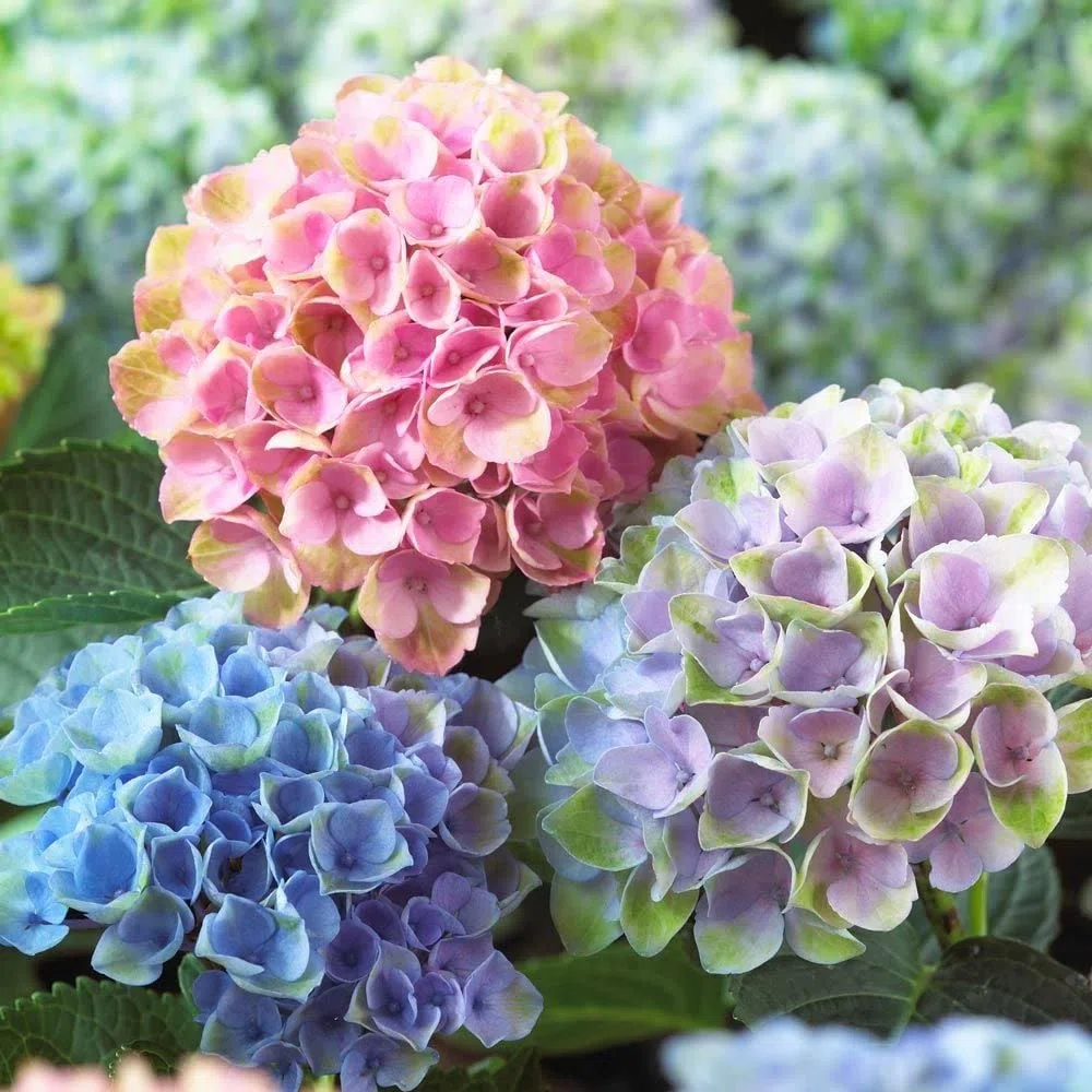 Ortensia "Hydrangea" 3 piante in vaso ø18 cm COLORI MISTI