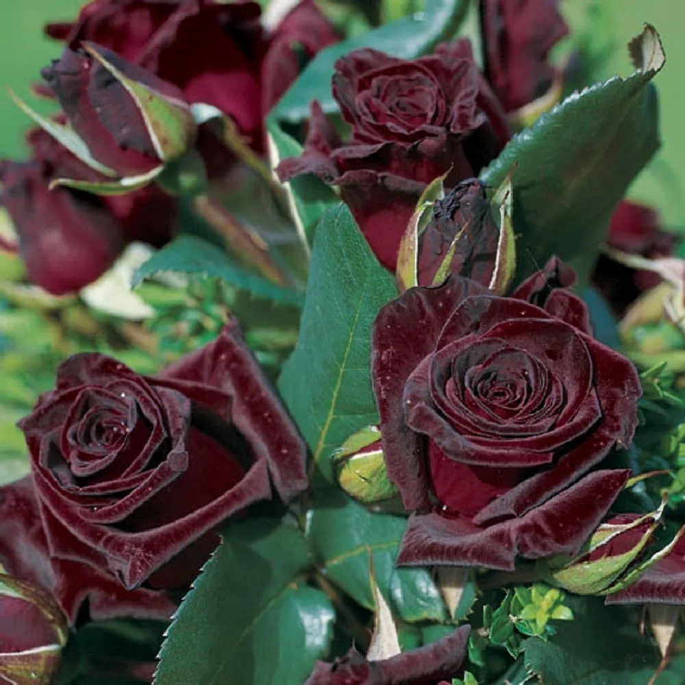 AMDGarden Pianta Rosa Brevettata Black Baccara Meilland Nera ad Alberello Vaso 24 cm Rosso Nero per Esterni