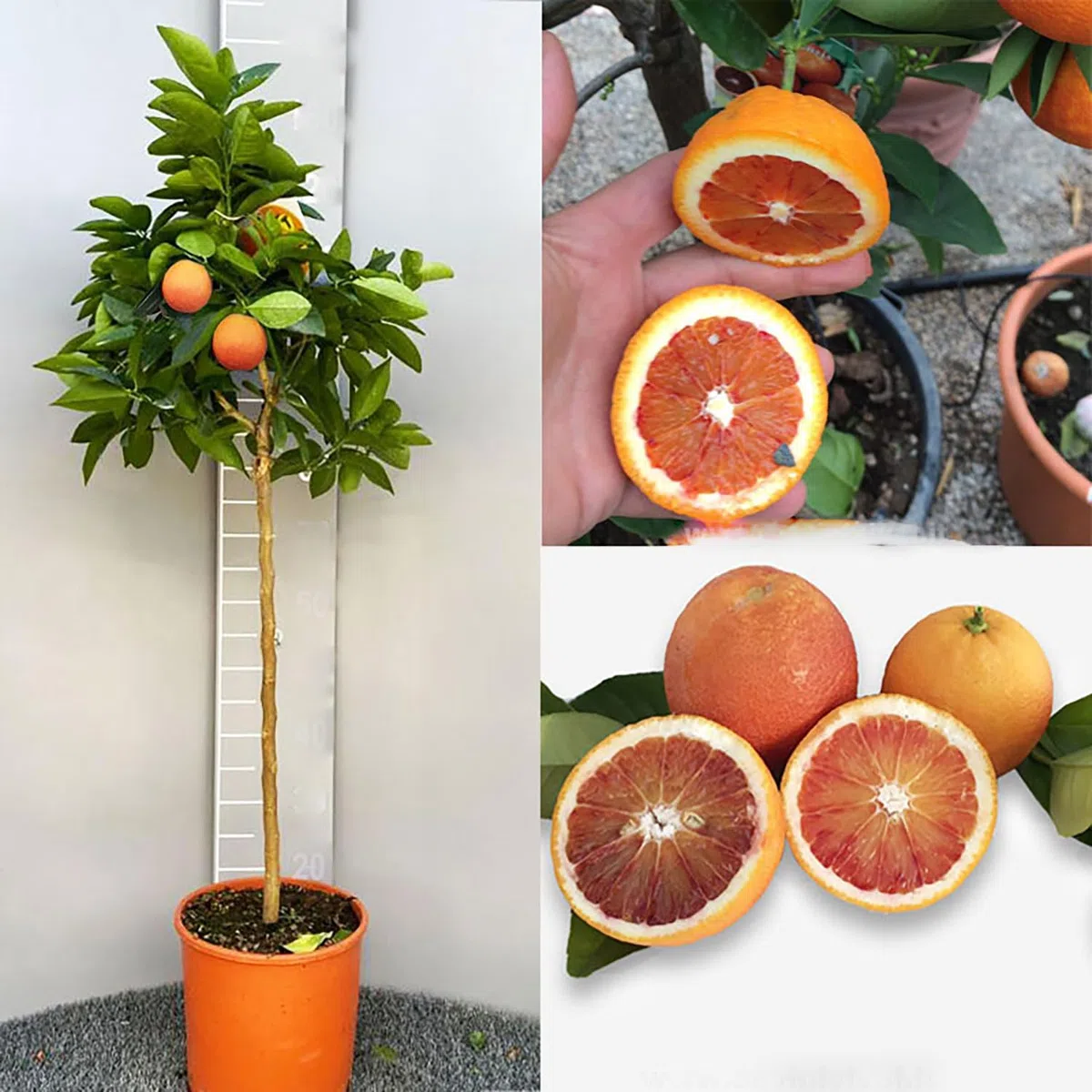 SAVINI VIVAI Pianta di Arancio Albero di Agrumi Arancio Tarocco Sanguinello in Vaso da 24 cm Altezza 90-110 cm 3-4 Anni di innesto Made Italy