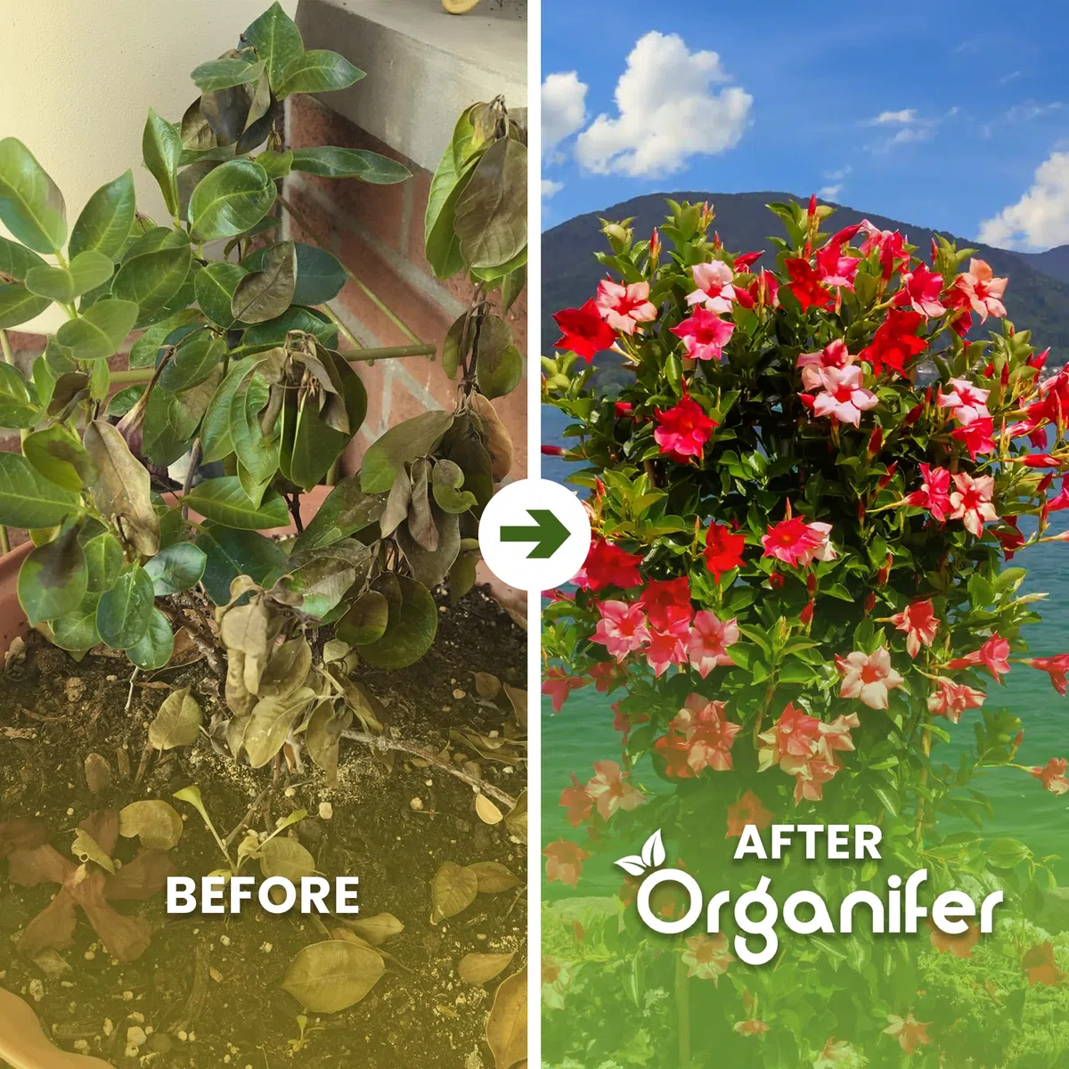 Concime liquido organico 1L per Dipladénia – fioritura splendida e crescita sana – Organifer
