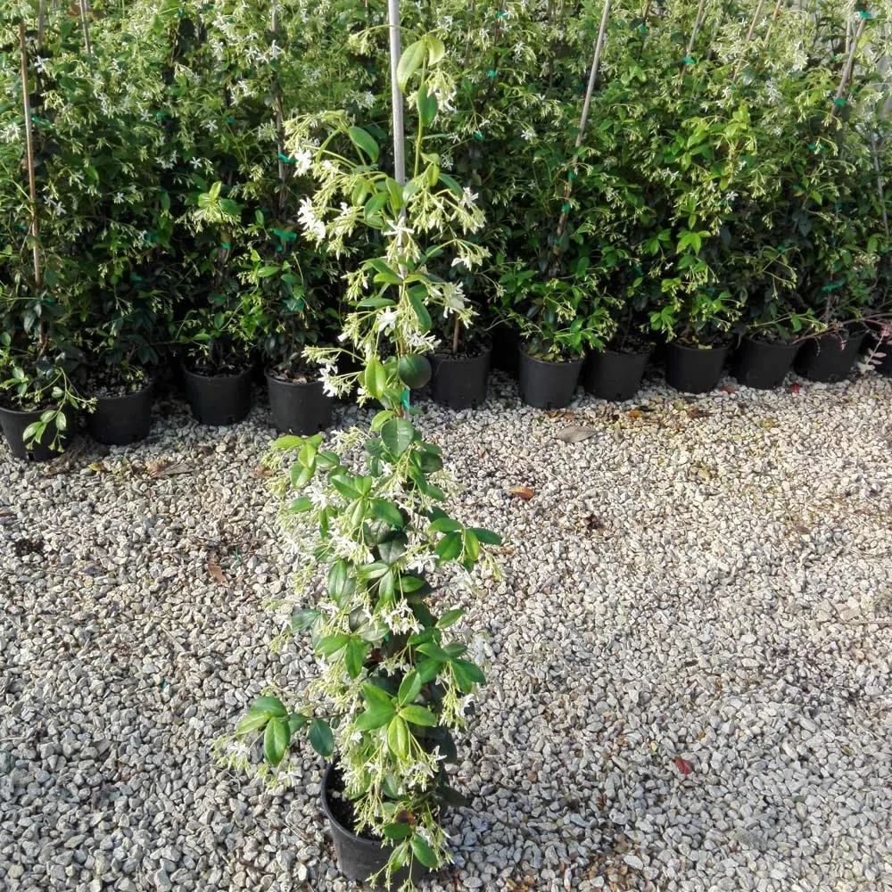 Gelsomino Rampicante, 10 piante alte 80/100 cm, vaso 16, per 8-12 metri di siepe
