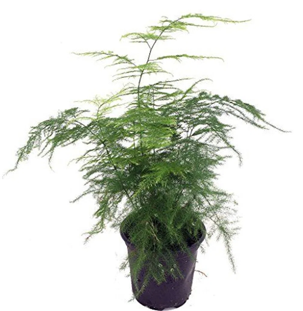 25 Asparagus Semi Plumosa Lace felce