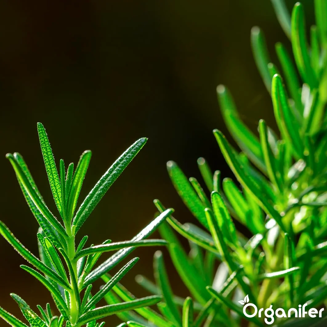 Fertilizzante Liquido Per Rosmarino 2L – Concime Organico Per Crescita Rigogliosa E Foglie Aromatiche – Rafforza Radici E Vitalità – Organifer