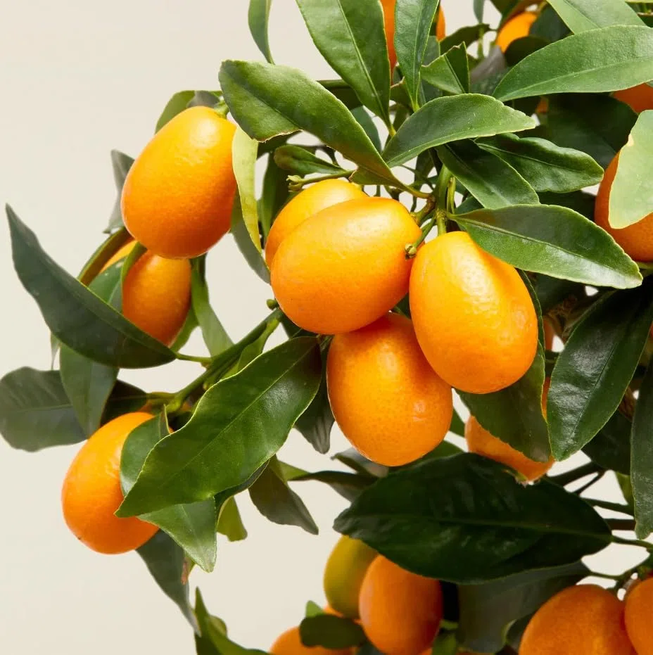 Kumquat "Fortunella margarita" mandarino cinese pianta innestata in vaso ø22 H 70/80 cm Agrumi di Sicilia, Made in Italy, Vivaio di Castelletto
