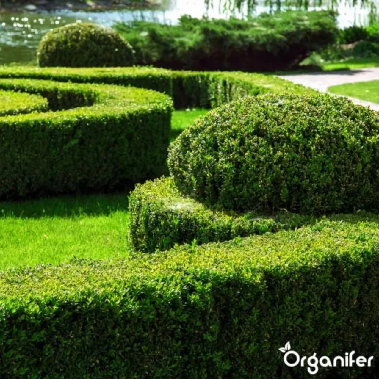 Buxus Vital 1000 Ml - Concentrato Per Siepi Da 100 Metri - Fertilizzante Per Bosso - Bosso - Cibo Per Piante - Resistente - Fertilizzante - Fertilizzante Per Piante - Organifer