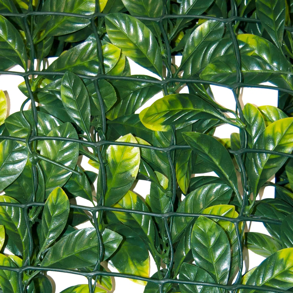 TENAX Divy 3D Plus Laurus, Siepe Sintetica 1,00x3m Foglie Tipo Lauro su Rete di Plastica
