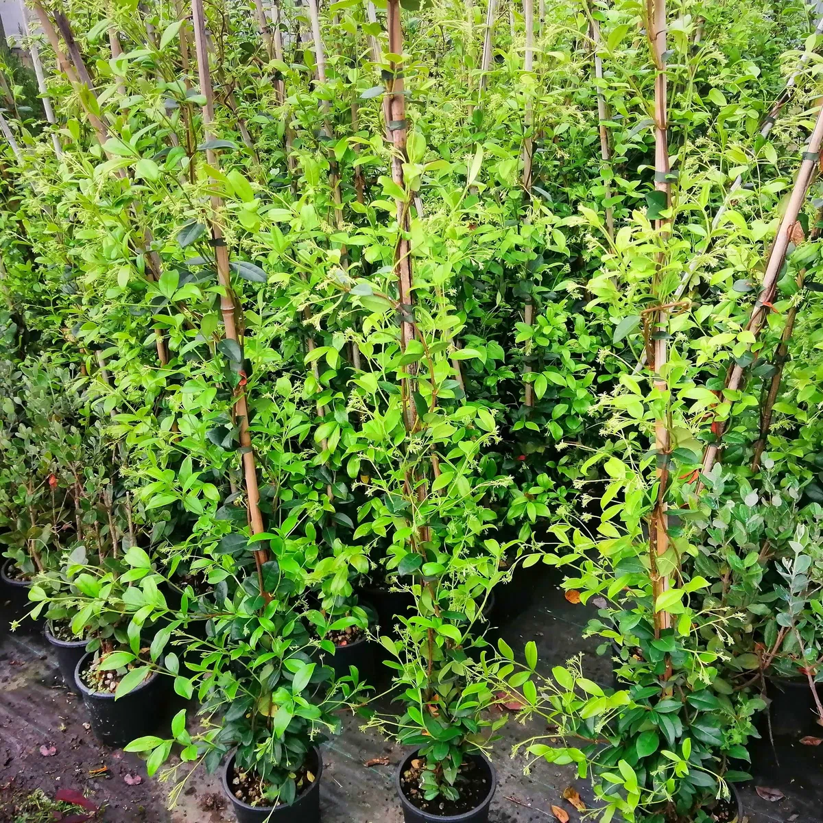 Gelsomino Rampicante, 10 piante alte 80/100 cm, vaso 16, per 8-12 metri di siepe