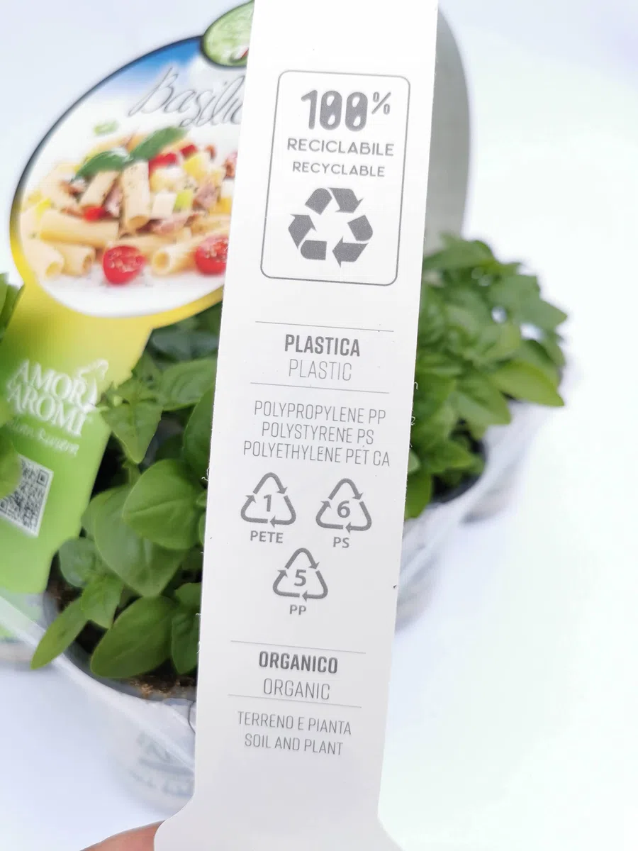 Zestaw 12 roślin ziół aromatycznych do kuchni włoskiej