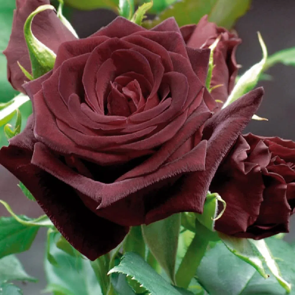 AMDGarden Pianta Rosa Brevettata Black Baccara Meilland Nera ad Alberello Vaso 24 cm Rosso Nero per Esterni
