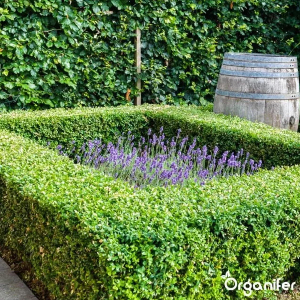 Buxus Vital 1000 Ml - Concentrato Per Siepi Da 100 Metri - Fertilizzante Per Bosso - Bosso - Cibo Per Piante - Resistente - Fertilizzante - Fertilizzante Per Piante - Organifer