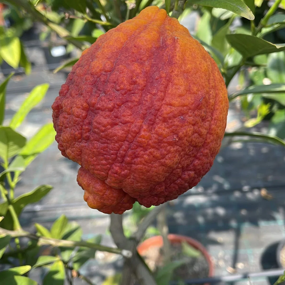 SAVINI VIVAI Pianta di Limone Albero Agrumi Limone a Buccia Rossa in Vaso da 24 cm Altezza 90-110 cm 3-4 Anni di innesto Made Italy