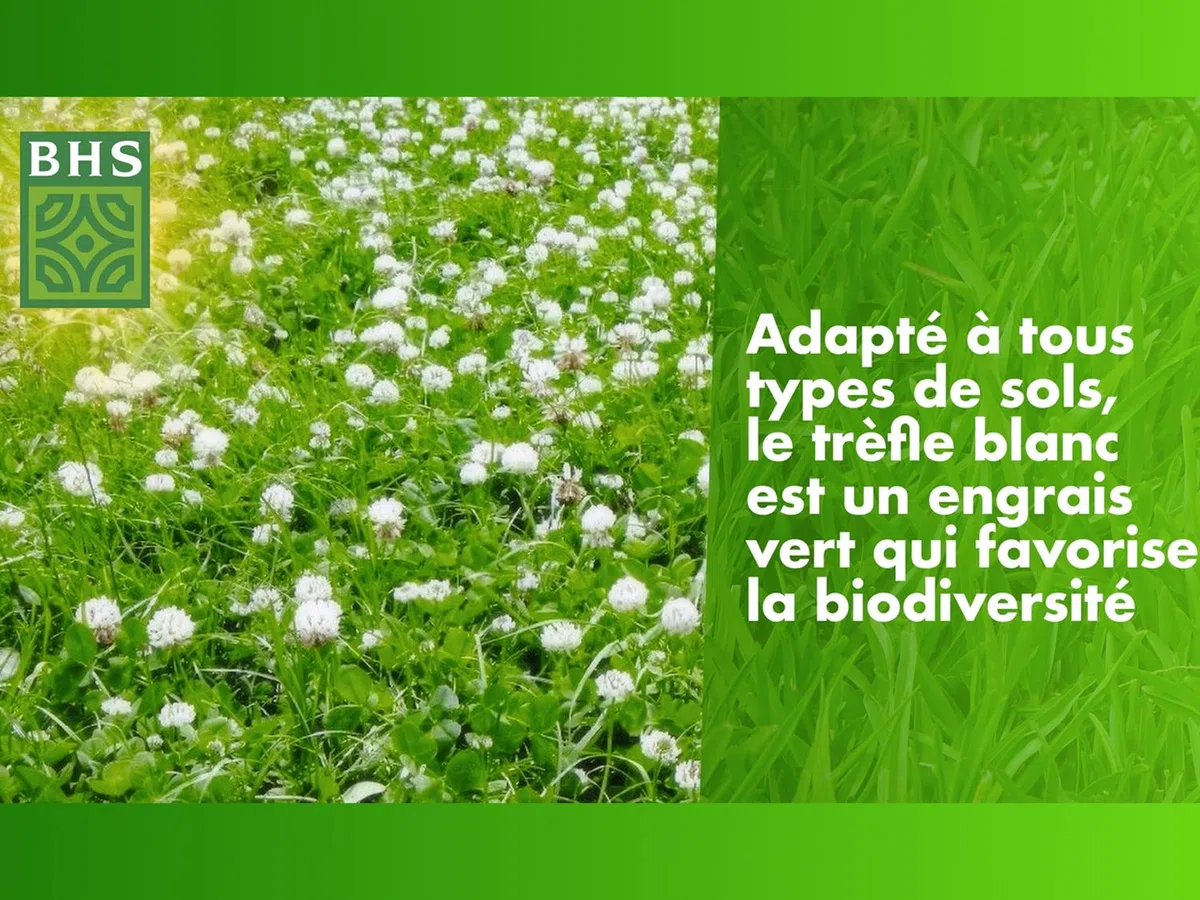 BHS Trefle Blanc - Favorisce la biodiversità, si adatta a tutti i tipi di terreno, 500 g, 500 m², resistente al calpestio TRE500