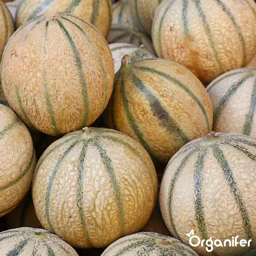 Fertilizzante liquido organico 2x1L per melone – radici forti e piante sane – Organifer