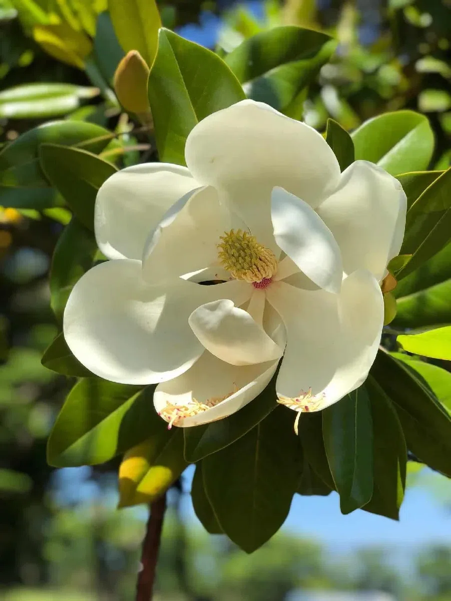 Magnolia grandiflora gallisoniensis "Little Gem" pianta in vaso ø34 cm h. 150/170 cm