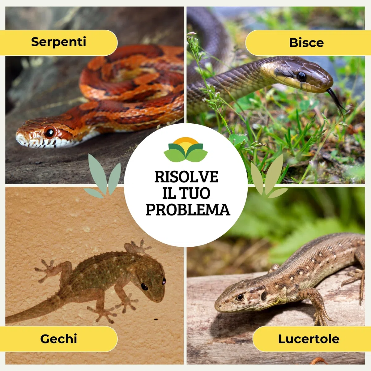 Albagarden - Disabituante Repellente Barriera Per Serpenti - Dissuasore Naturale Per Allontanare Vipere Bisce Rettili - Granulare x 5 Lt