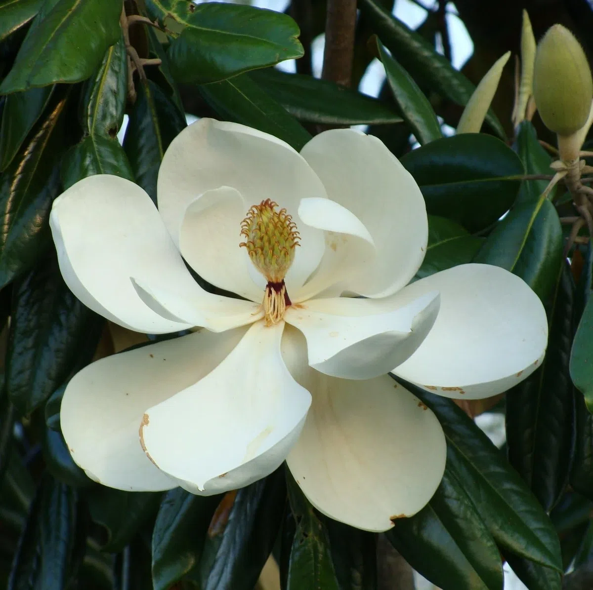 Magnolia grandiflora gallisoniensis "Little Gem" pianta in vaso ø34 cm h. 150/170 cm