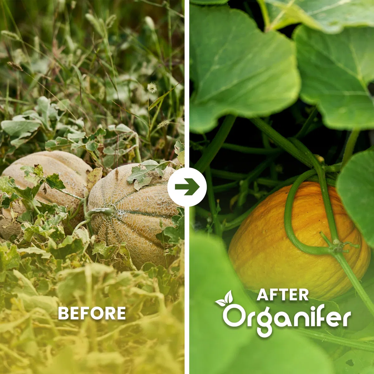Fertilizzante liquido organico 2x1L per melone – radici forti e piante sane – Organifer