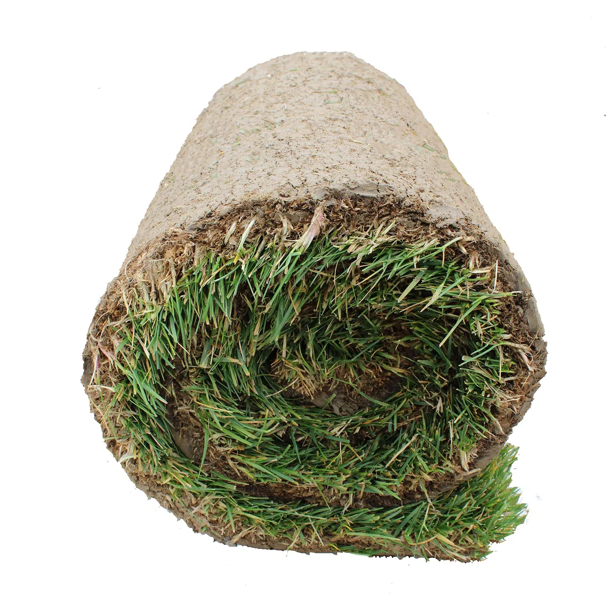 KENTIS - Prato Vero a Rotoli con Diverse Misure a Scelta - Vera Erba Naturale per Giardino ed Esterni - 15 Metri Quadrati