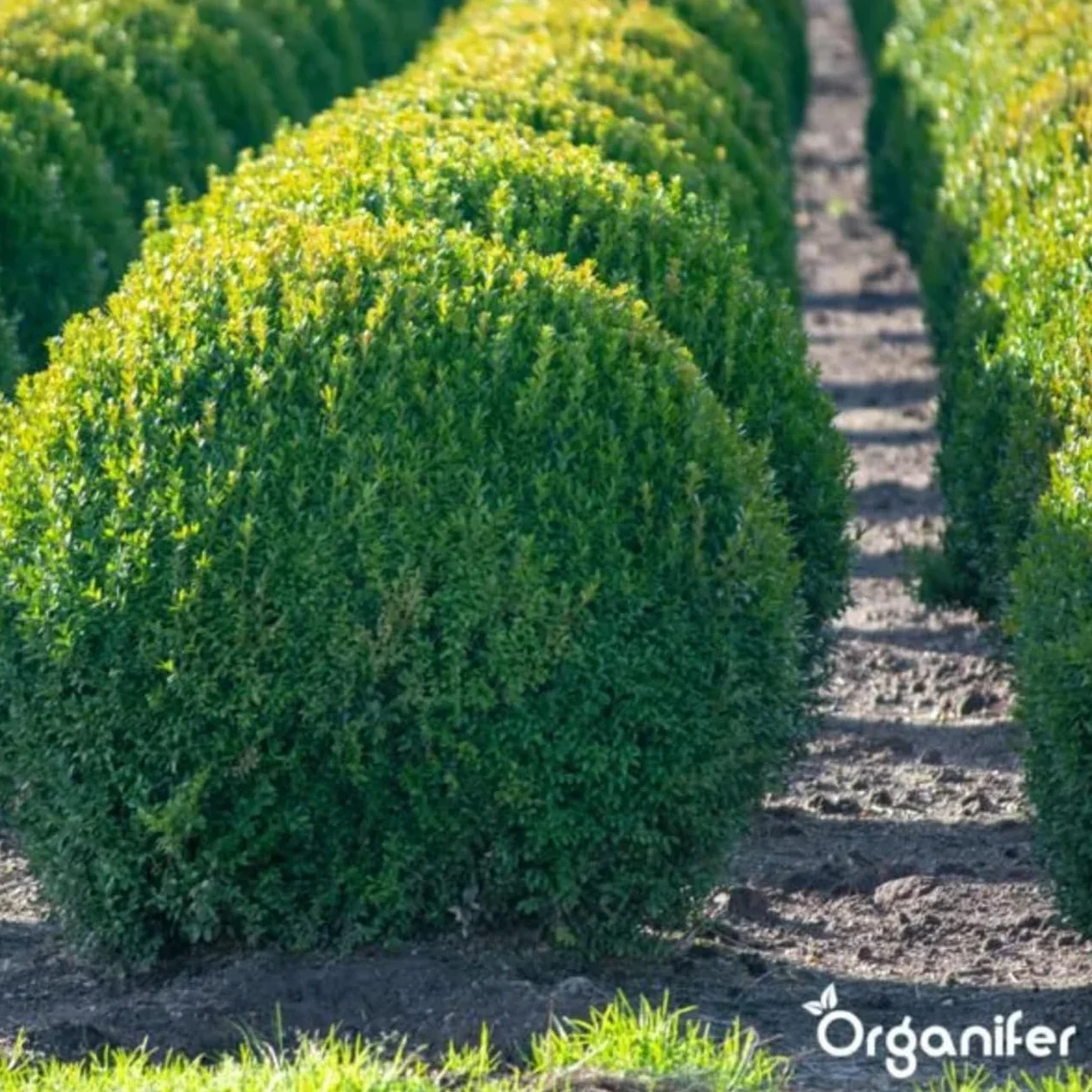 Buxus Vital 1000 Ml - Concentrato Per Siepi Da 100 Metri - Fertilizzante Per Bosso - Bosso - Cibo Per Piante - Resistente - Fertilizzante - Fertilizzante Per Piante - Organifer