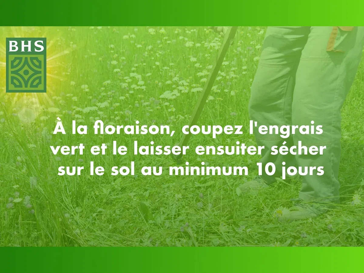 BHS Trefle Blanc - Favorisce la biodiversità, si adatta a tutti i tipi di terreno, 500 g, 500 m², resistente al calpestio TRE500