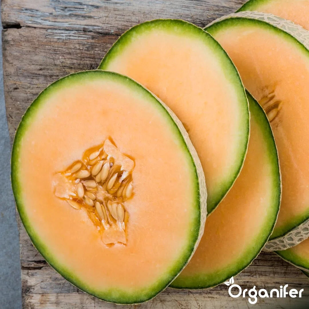 Fertilizzante liquido organico 2x1L per melone – radici forti e piante sane – Organifer