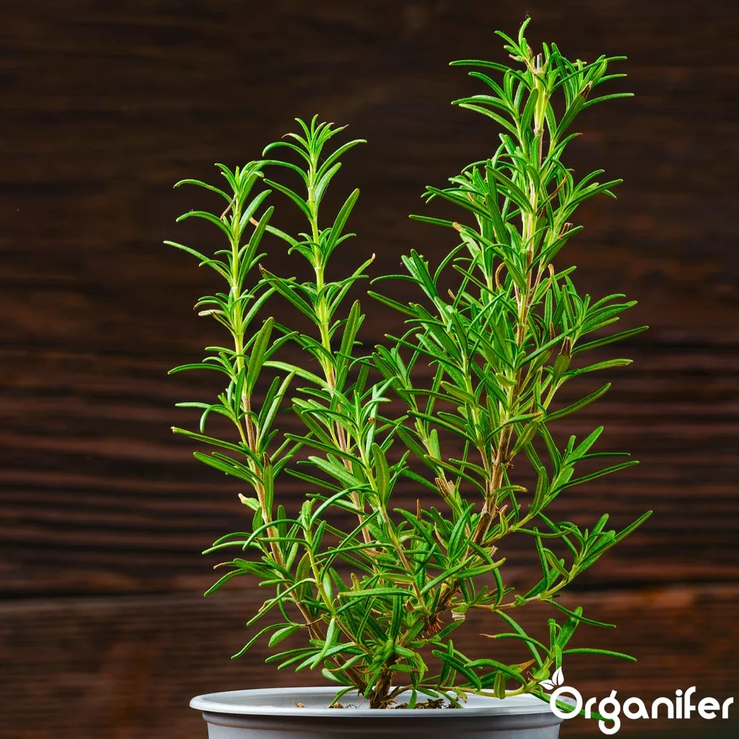 Fertilizzante Liquido Per Rosmarino 2L – Concime Organico Per Crescita Rigogliosa E Foglie Aromatiche – Rafforza Radici E Vitalità – Organifer