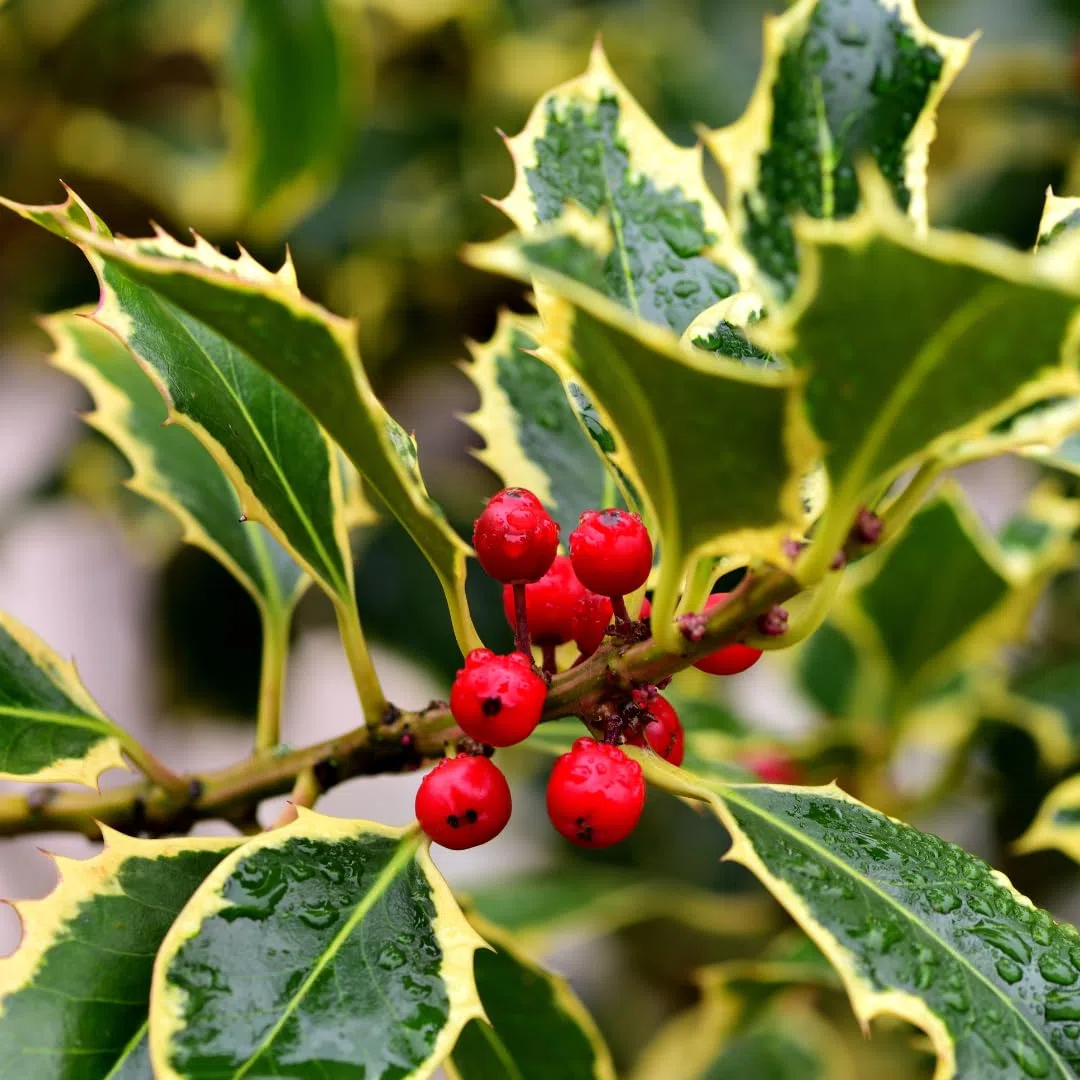 Agrifoglio Variegato Pianta Ornamentale vaso 22 cm | Ilex Aquifolium arbusto sempreverde - Altezza 70 – 80 cm