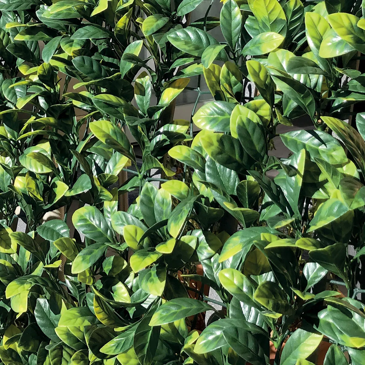 TENAX Divy 3D Plus Laurus, Siepe Sintetica 1,00x3m Foglie Tipo Lauro su Rete di Plastica