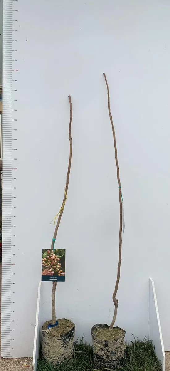 3 Piante di Pistacchio AEGINA (2 Femmina + 1 Maschio) Innesto 1 Anno – Fitocella