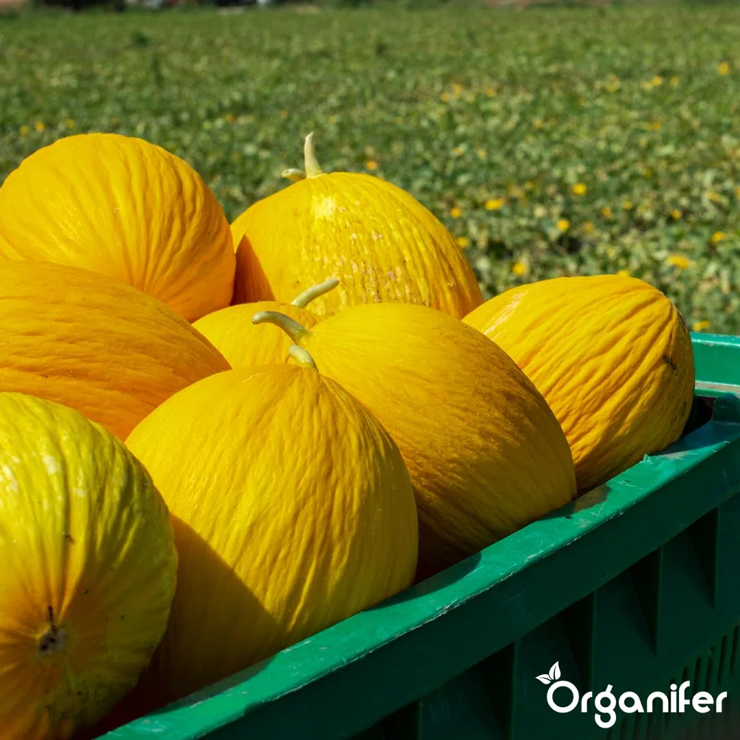 Fertilizzante liquido organico 2x1L per melone – radici forti e piante sane – Organifer