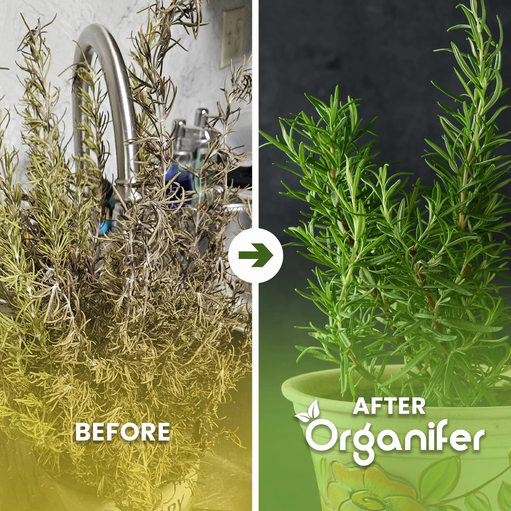 Fertilizzante Liquido Per Rosmarino 2L – Concime Organico Per Crescita Rigogliosa E Foglie Aromatiche – Rafforza Radici E Vitalità – Organifer