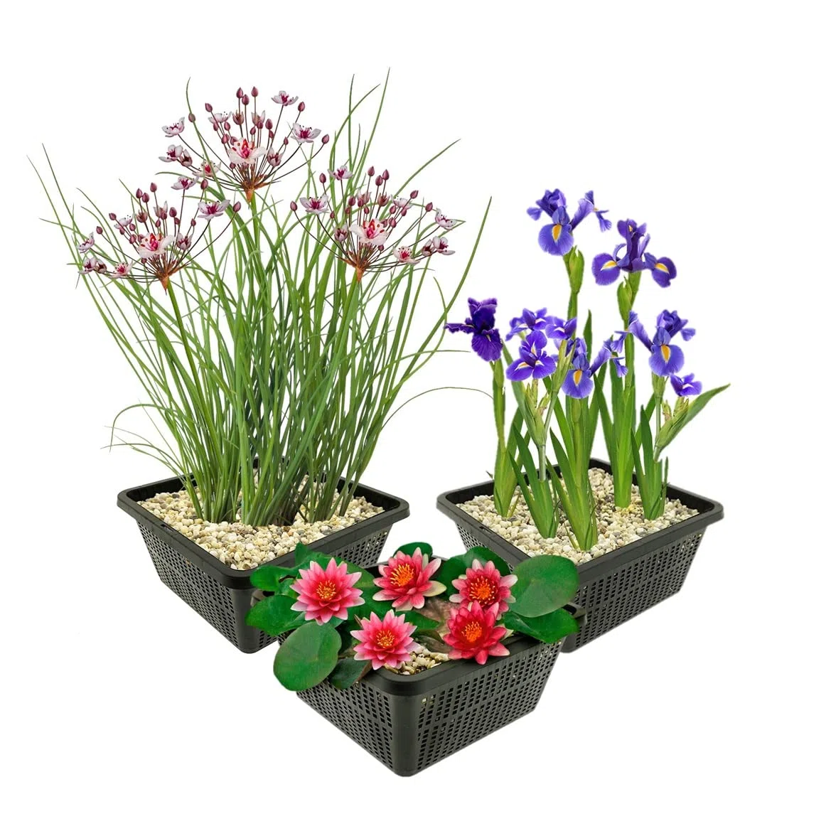 vdvelde - Set Ninfee Nane Rosse - 9 Piante con Nymphaea Pygmaea Rubra, Iris & Butomo - Set Completo con Cestello, Substrato & Fertilizzante - Per Laghetto 10-40 cm di Profondità