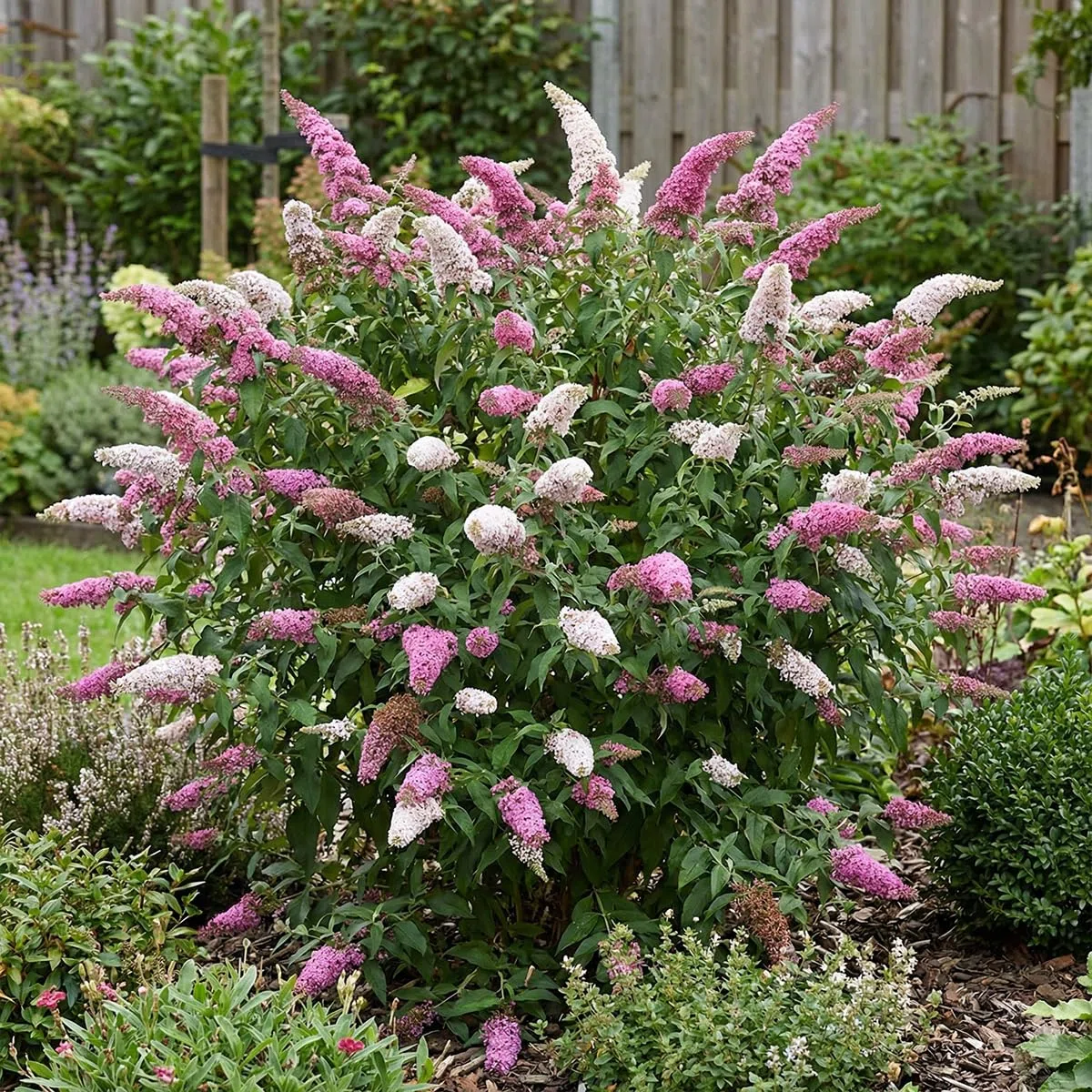 Bloomique - Set di 2 - Buddleja Davidii Duo Rosa Bianco - Cespuglio delle farfalle - Piante da giardino - Resistenti all'inverno - Altezza 30-40 cm - Vaso 17 cm