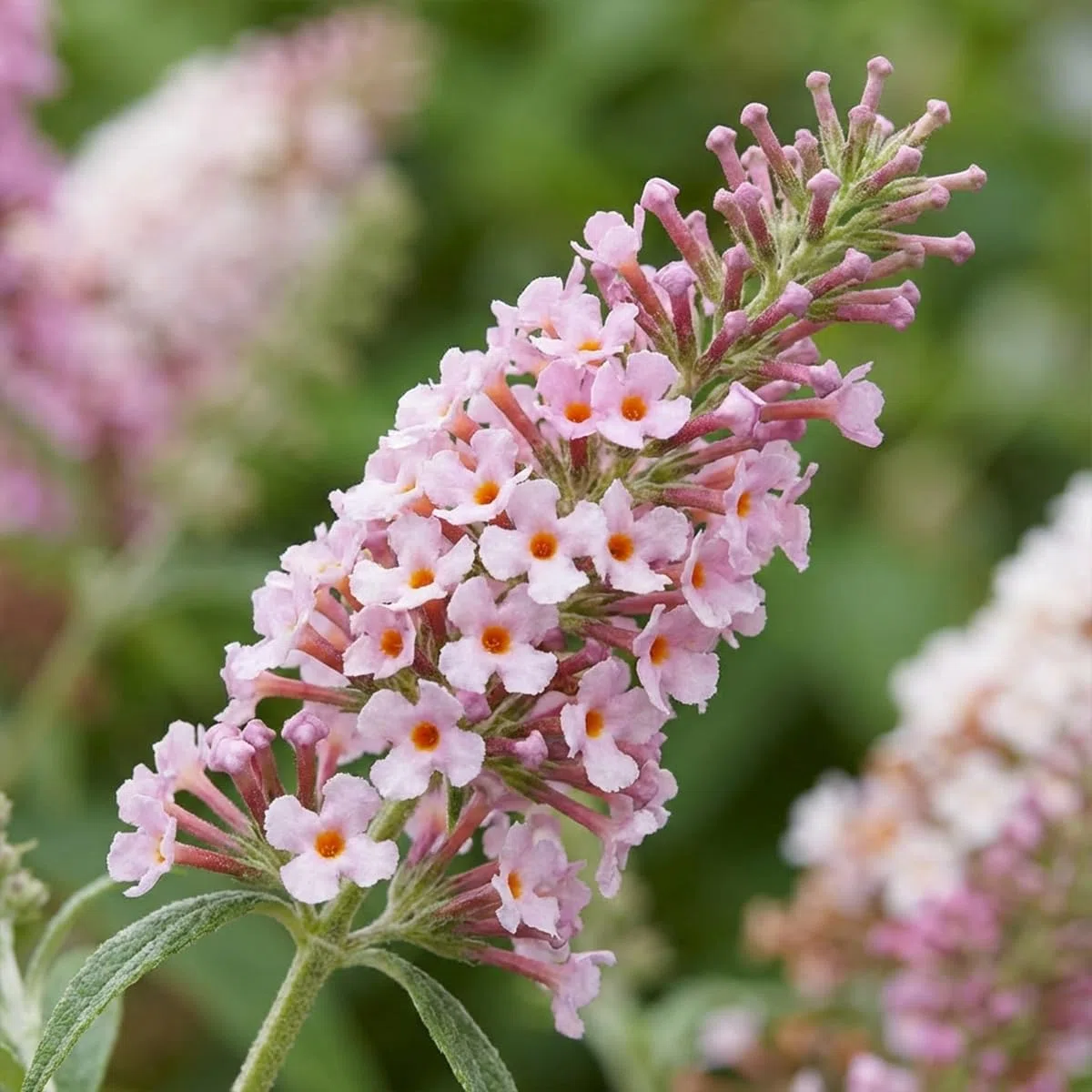 Bloomique - Set di 2 - Buddleja Davidii Duo Rosa Bianco - Cespuglio delle farfalle - Piante da giardino - Resistenti all'inverno - Altezza 30-40 cm - Vaso 17 cm