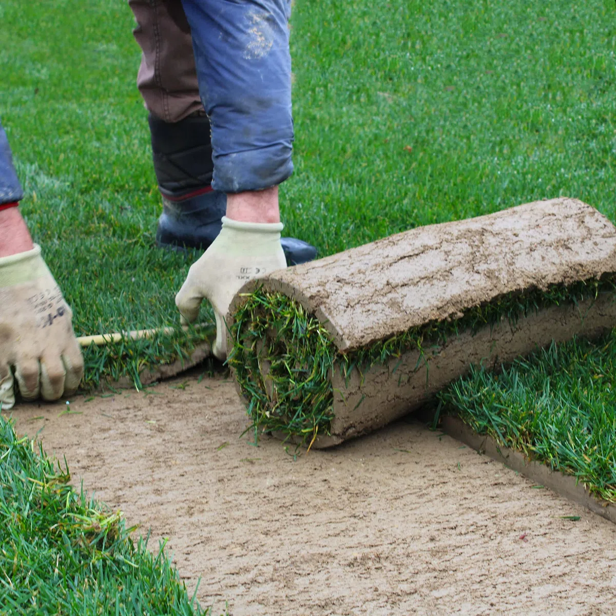 KENTIS - Prato Vero a Rotoli con Diverse Misure a Scelta - Vera Erba Naturale per Giardino ed Esterni - 15 Metri Quadrati