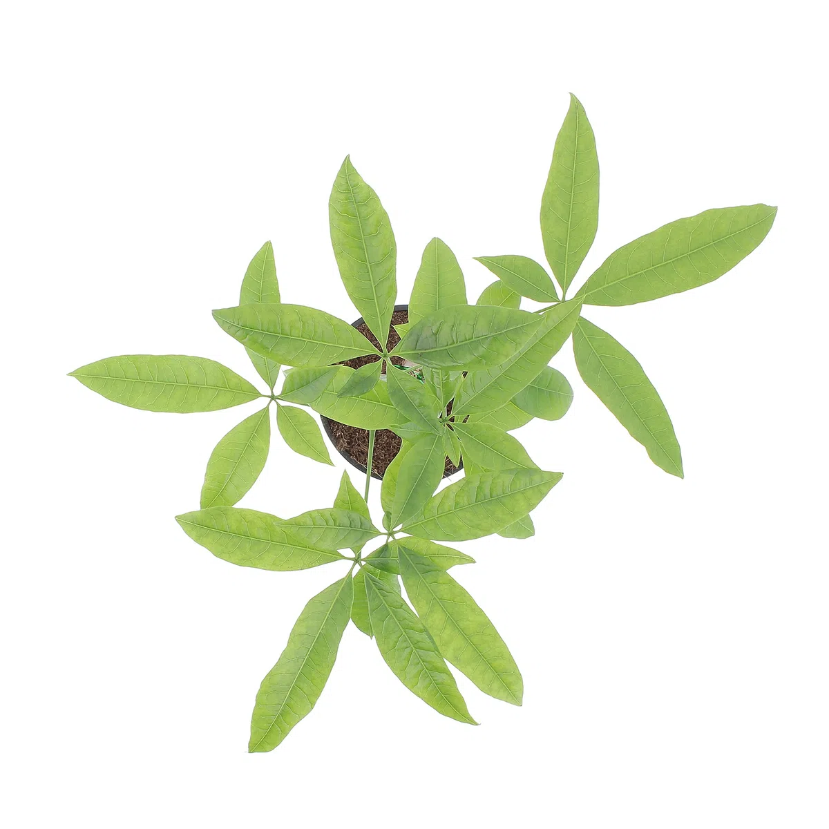 KENTIS - Pachira Acquatica - Pianta da Interno Portafortuna - Piante Vere da Appartamento - H 35-45 cm Vaso Ø 12 cm