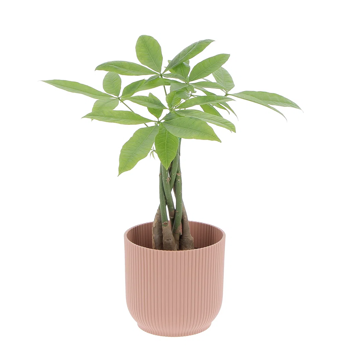 KENTIS - Pachira Acquatica - Pianta da Interno Portafortuna - Piante Vere da Appartamento - H 35-45 cm Vaso Ø 12 cm