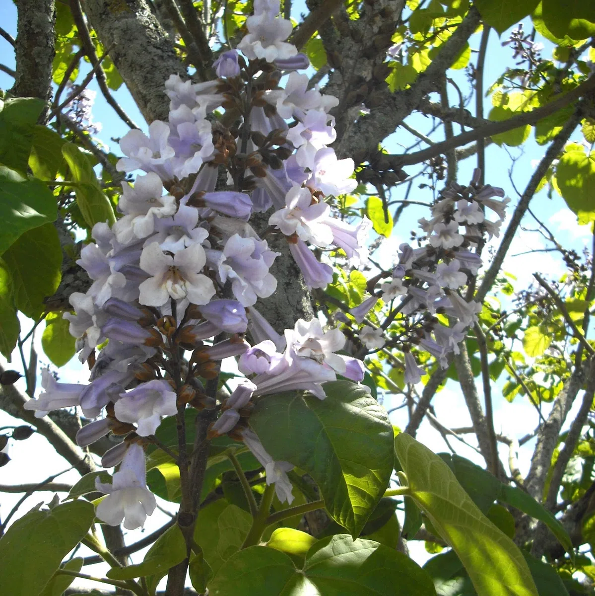 Vivai le Georgiche - Pianta vera di Paulownia elongata "Futuro" Paulonia - vaso Ø 12 cm - altezza alla vendita 5-10 cm