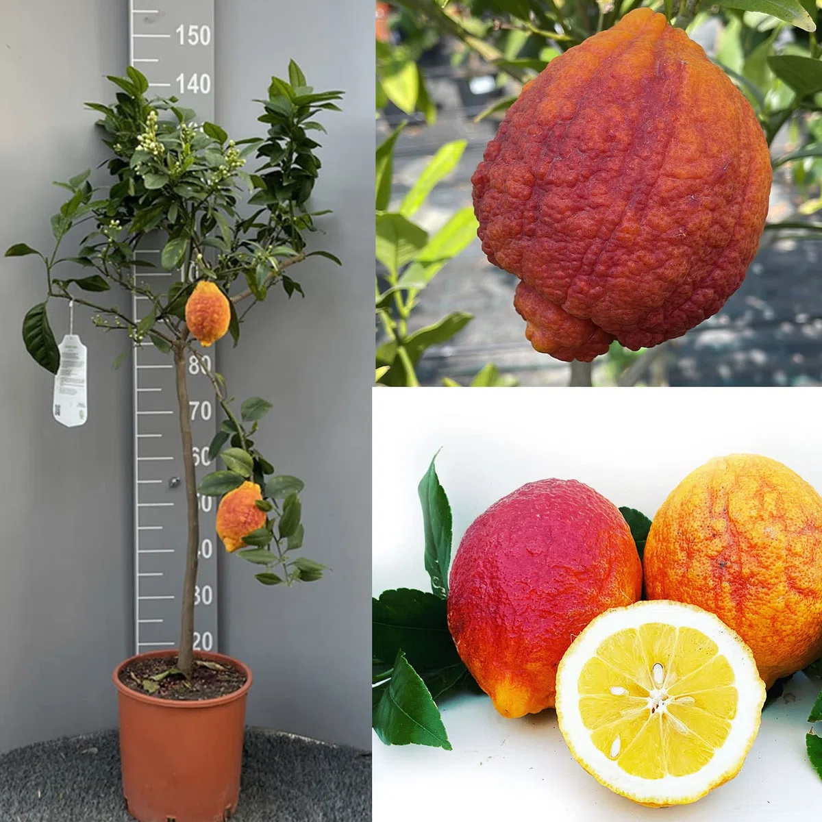 SAVINI VIVAI Pianta di Limone Albero Agrumi Limone a Buccia Rossa in Vaso da 24 cm Altezza 90-110 cm 3-4 Anni di innesto Made Italy